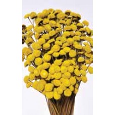 FLORAL BUTTONS Yellow 18"